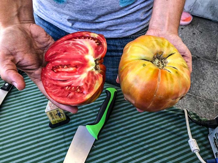 Tomate feo de Tudela